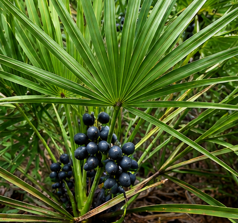 Saw Palmetto bitki ekstresi (Serenoa repens)